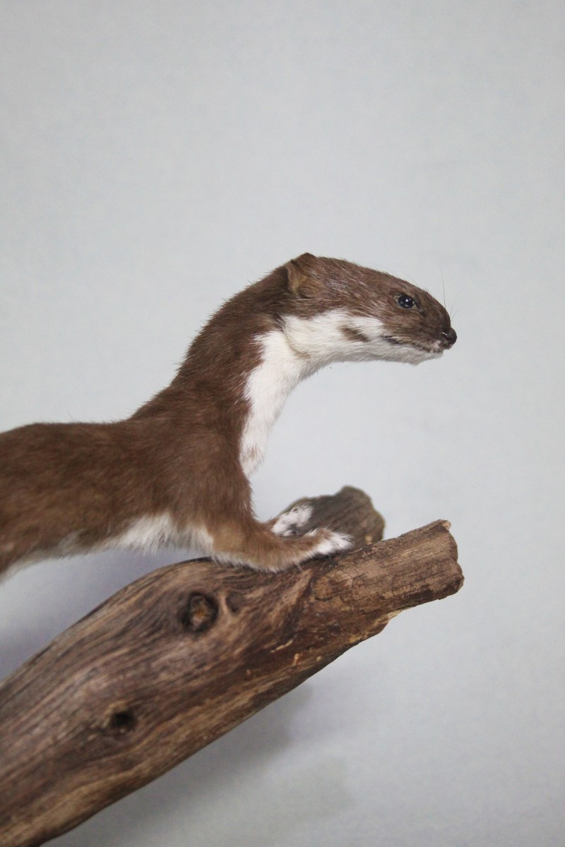 Donnola, allestimento tassidermico-photo-2