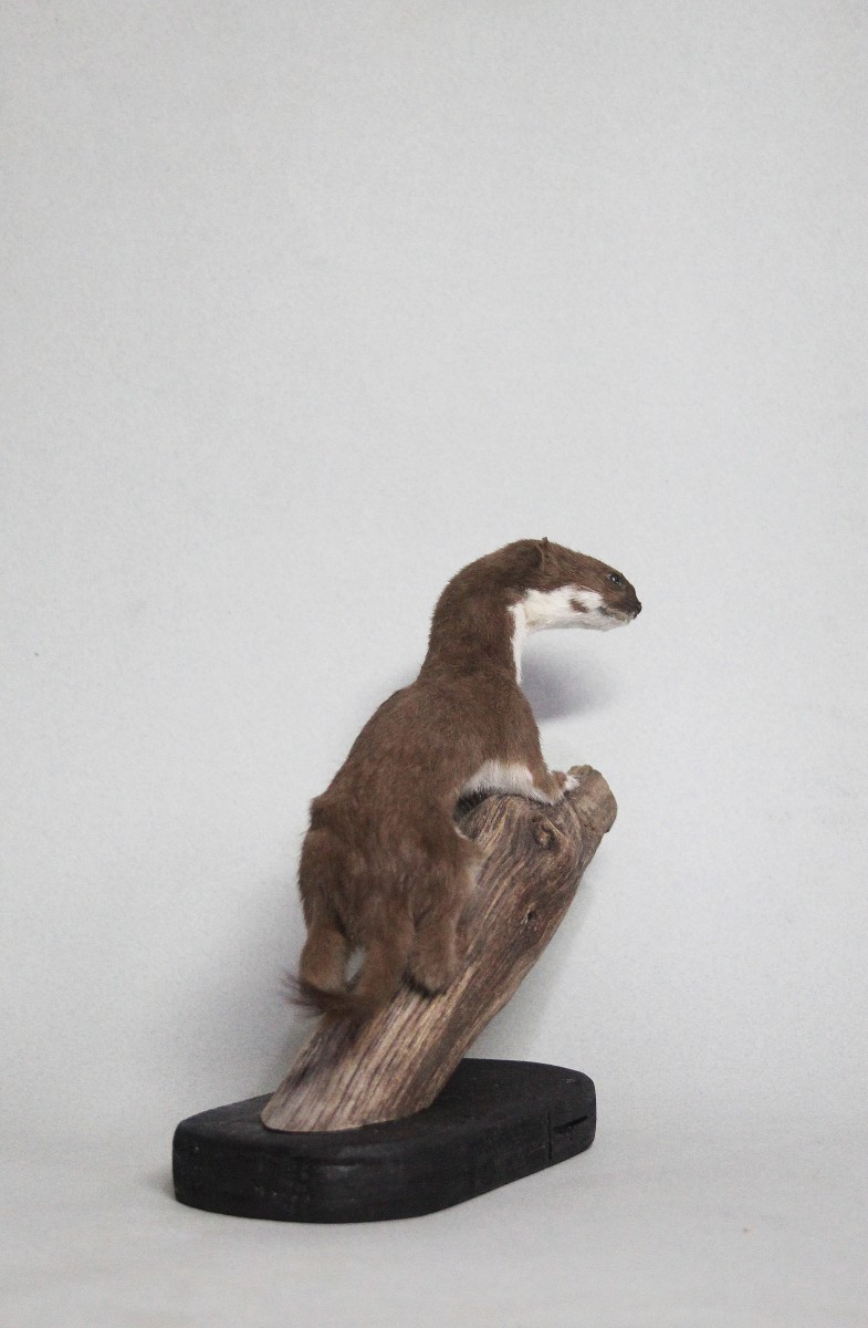 Donnola, allestimento tassidermico-photo-3