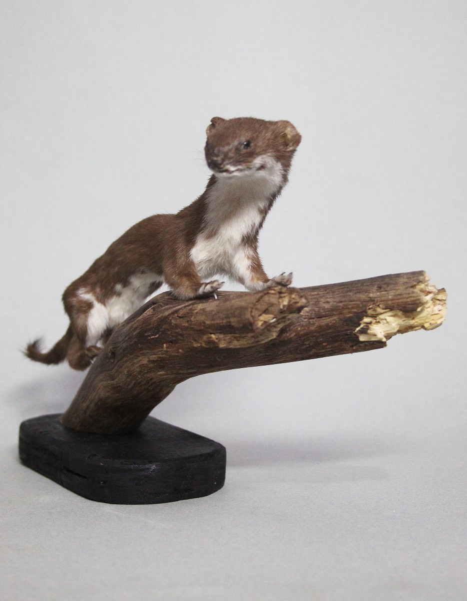 Donnola, allestimento tassidermico