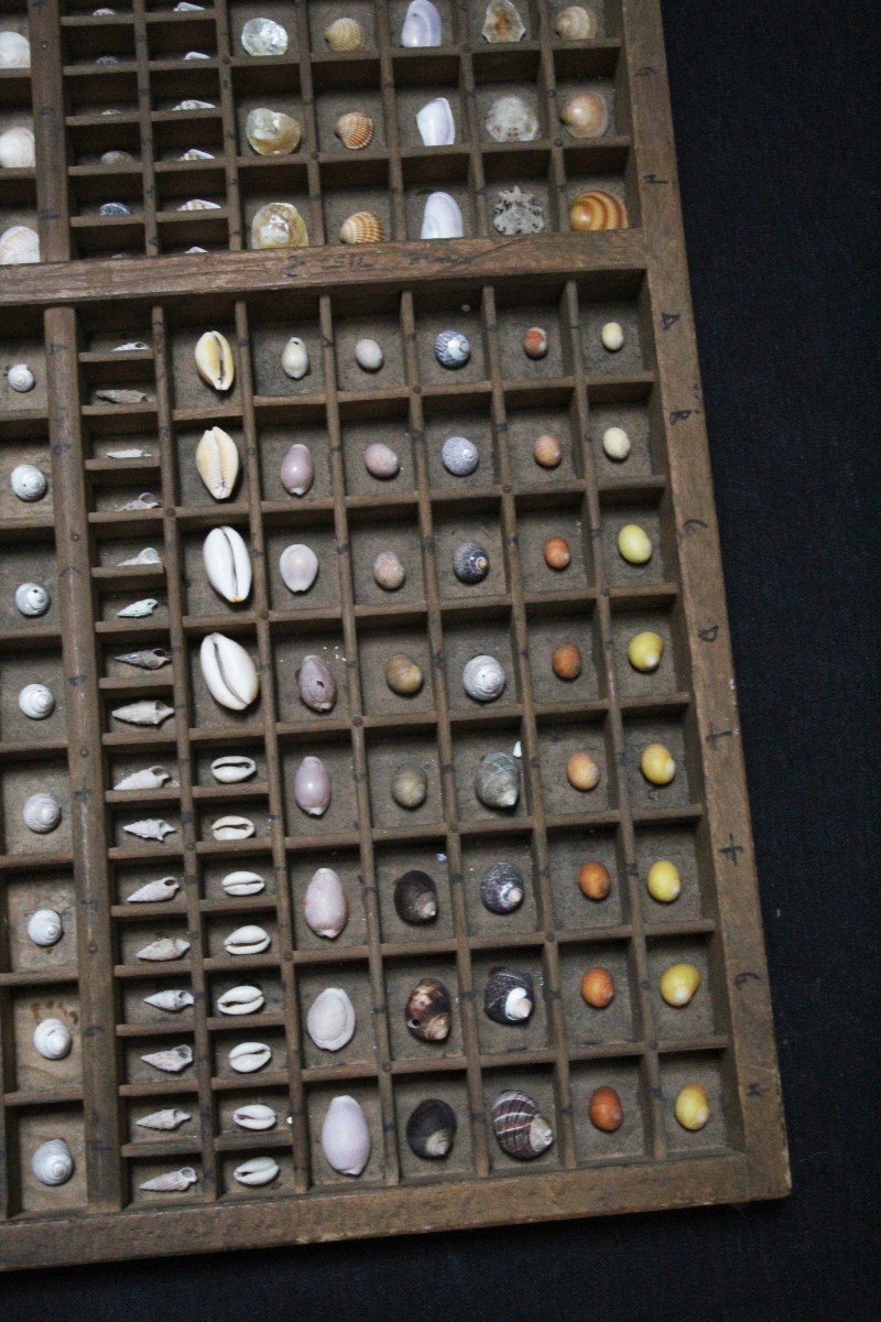 Grande collezione di conchiglie in cassetto tipografico vintage-photo-2