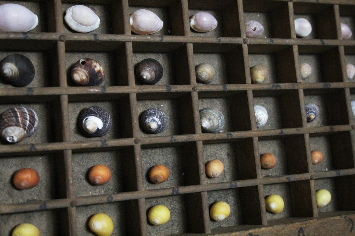 Grande collezione di conchiglie in cassetto tipografico vintage-photo-3