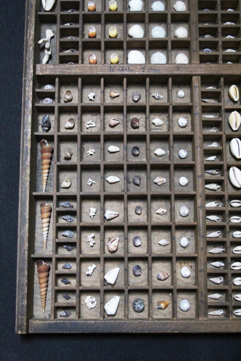 Grande collezione di conchiglie in cassetto tipografico vintage-photo-2