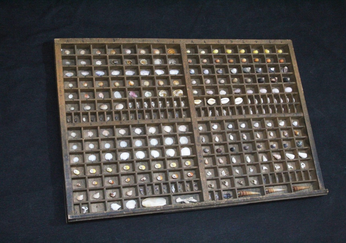 Grande collezione di conchiglie in cassetto tipografico vintage-photo-3