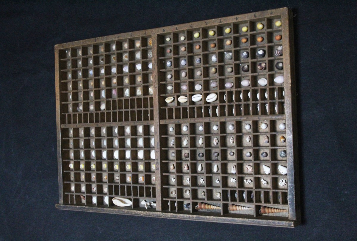 Grande collezione di conchiglie in cassetto tipografico vintage-photo-4