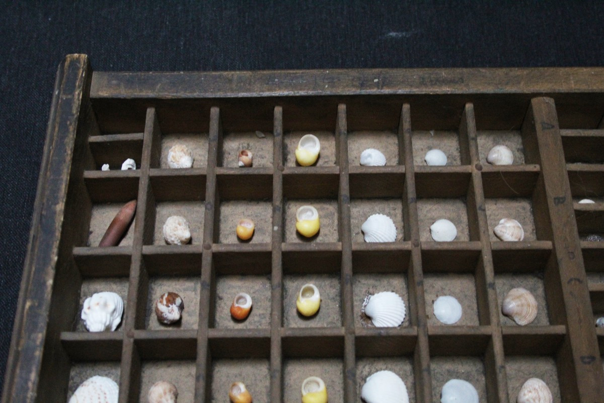 Grande collezione di conchiglie in cassetto tipografico vintage-photo-5