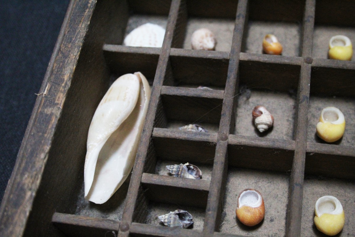 Grande collezione di conchiglie in cassetto tipografico vintage-photo-6