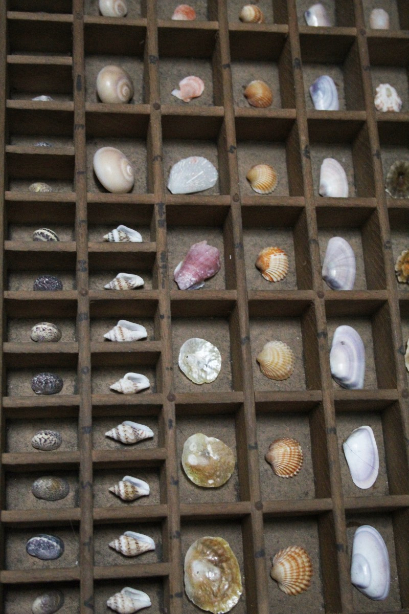 Grande collezione di conchiglie in cassetto tipografico vintage-photo-7