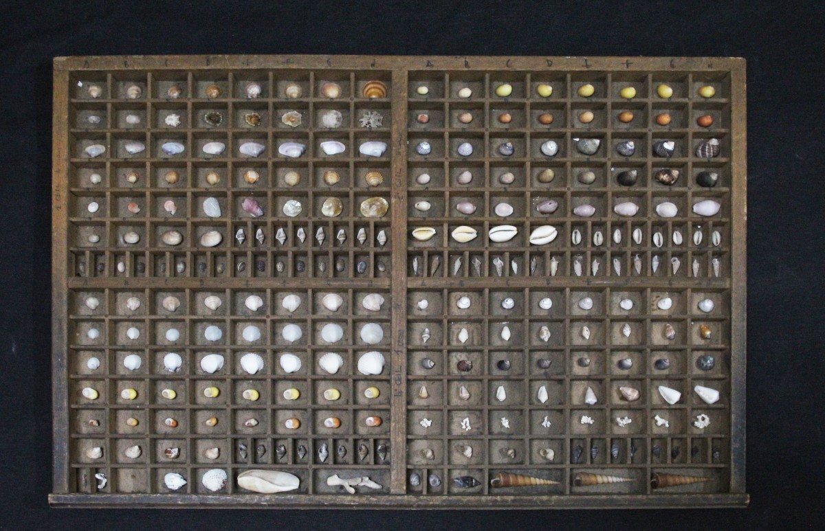 Grande collezione di conchiglie in cassetto tipografico vintage