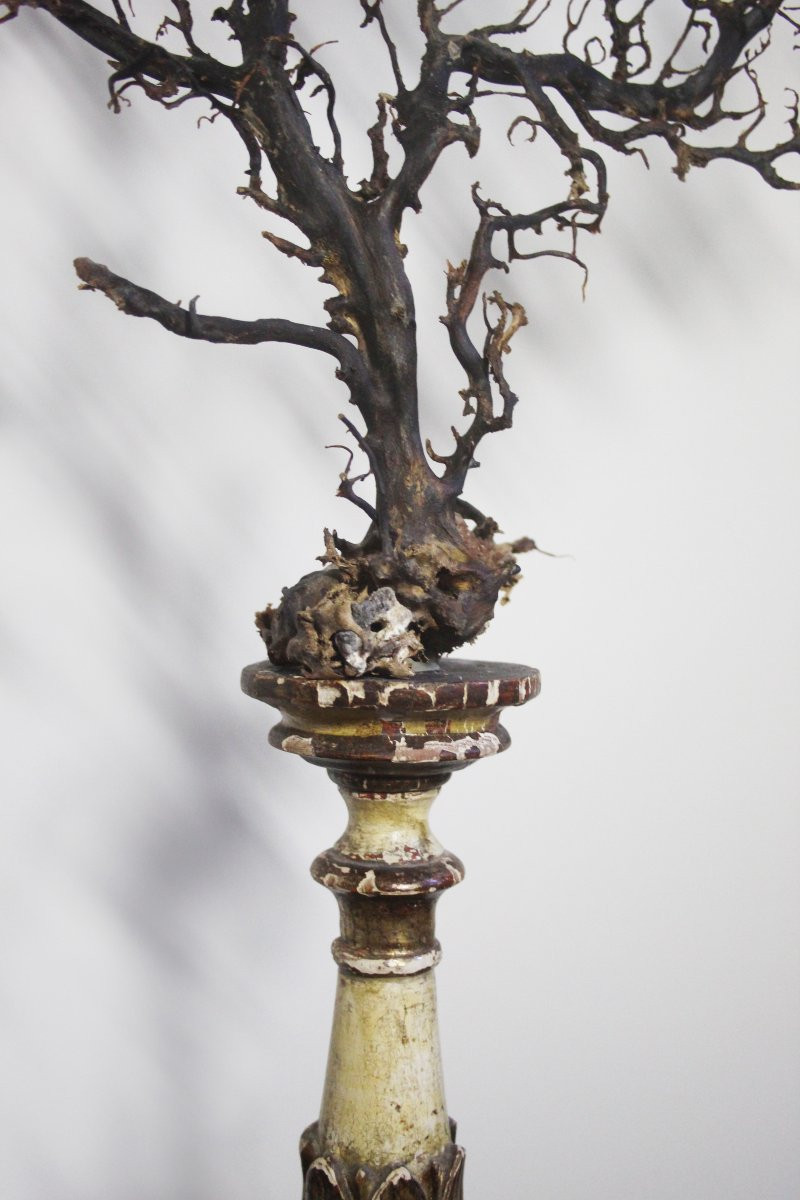 Gorgonia nera su piedistallo-photo-2