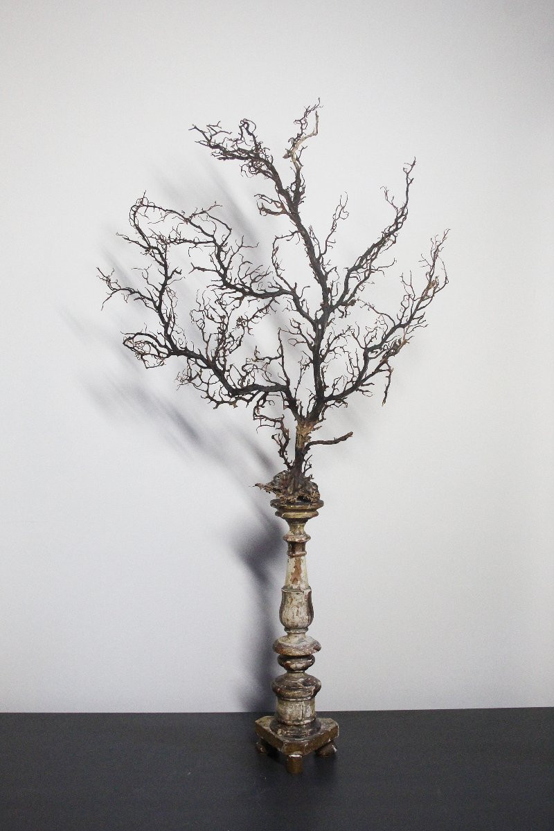 Gorgonia nera su piedistallo-photo-1