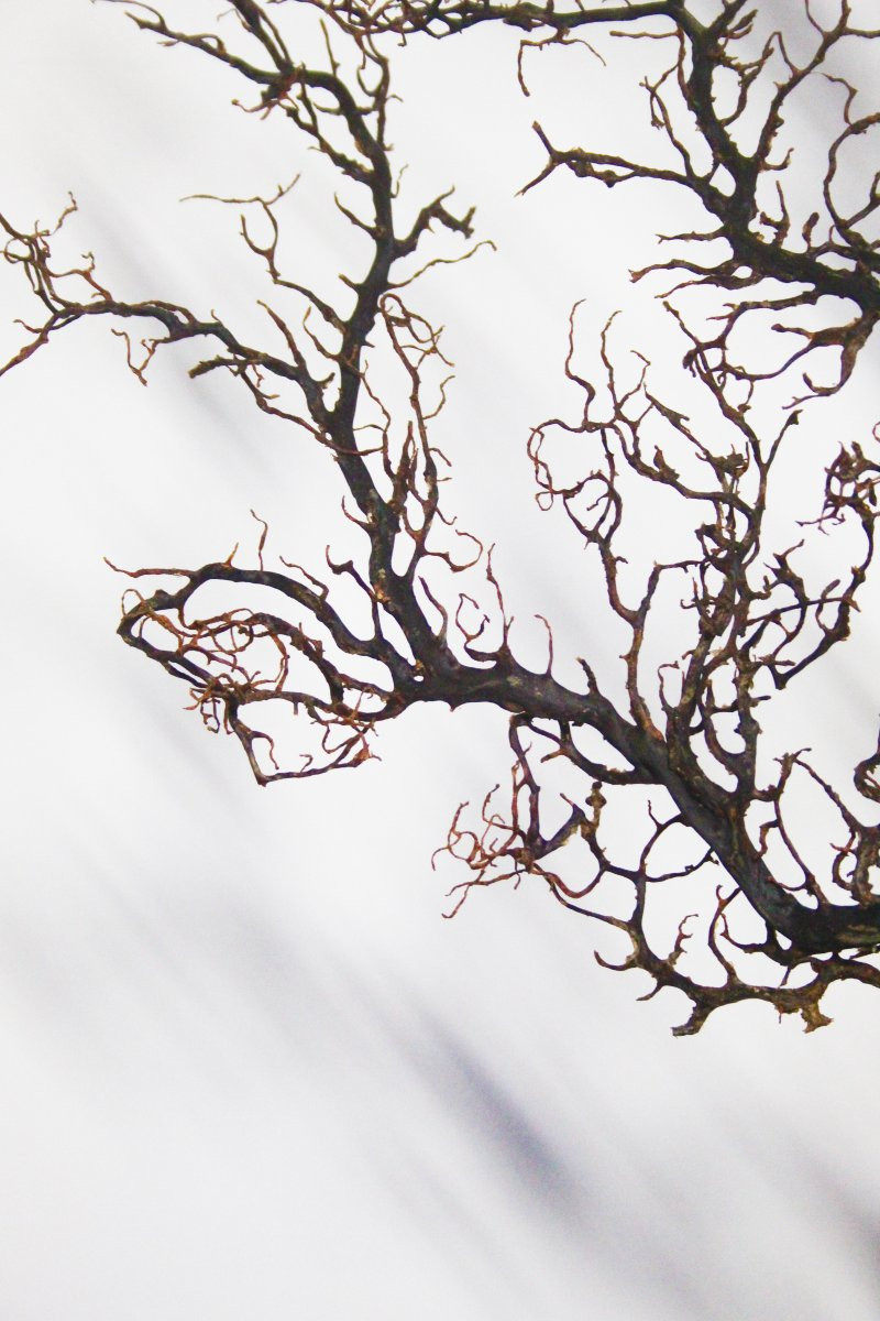 Gorgonia nera su piedistallo-photo-3