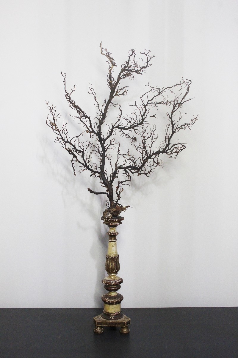 Gorgonia nera su piedistallo