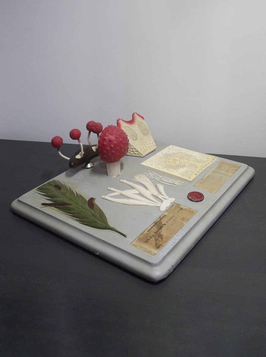 Modello didattico botanico vintage Paravia – Segala Cornuta-photo-3