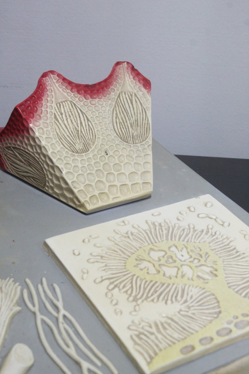 Modello didattico botanico vintage Paravia – Segala Cornuta-photo-1