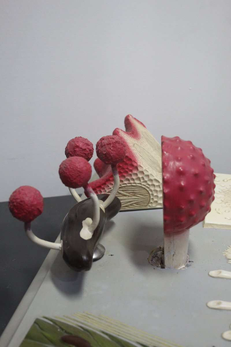 Modello didattico botanico vintage Paravia – Segala Cornuta-photo-3