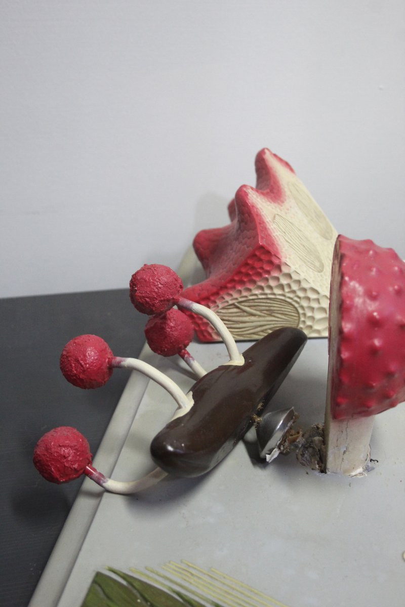 Modello didattico botanico vintage Paravia – Segala Cornuta-photo-4