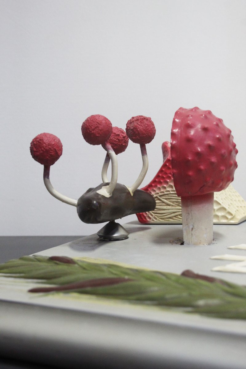 Modello didattico botanico vintage Paravia – Segala Cornuta-photo-5