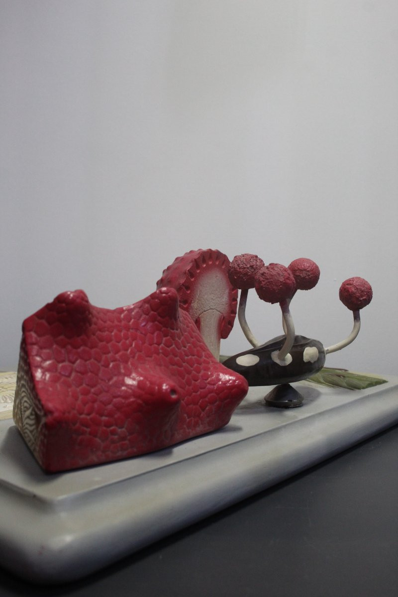 Modello didattico botanico vintage Paravia – Segala Cornuta-photo-6