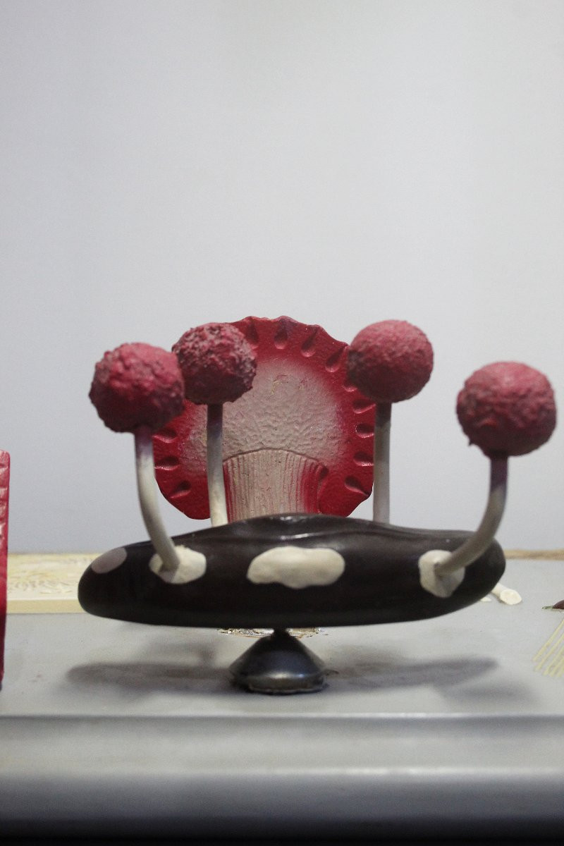 Modello didattico botanico vintage Paravia – Segala Cornuta-photo-7