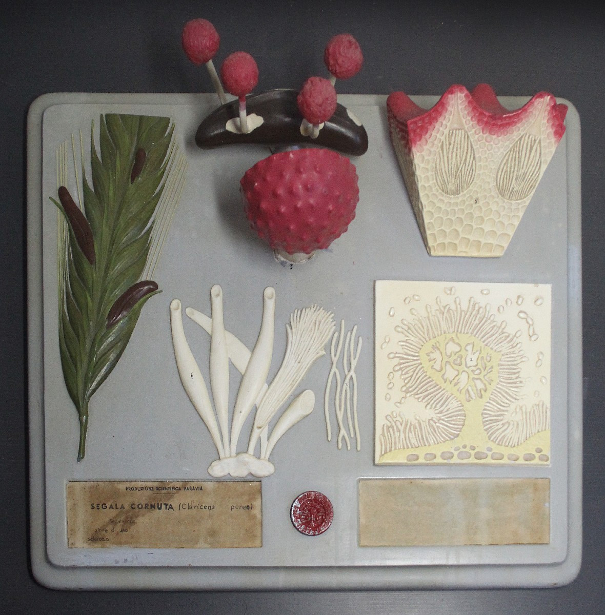 Modello didattico botanico vintage Paravia – Segala Cornuta