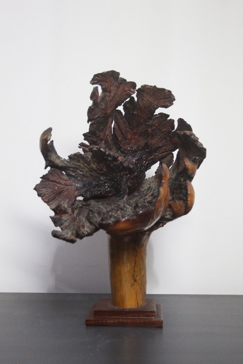 Sculture Naturali, Radica – Formazioni Organiche Spontanee-photo-2