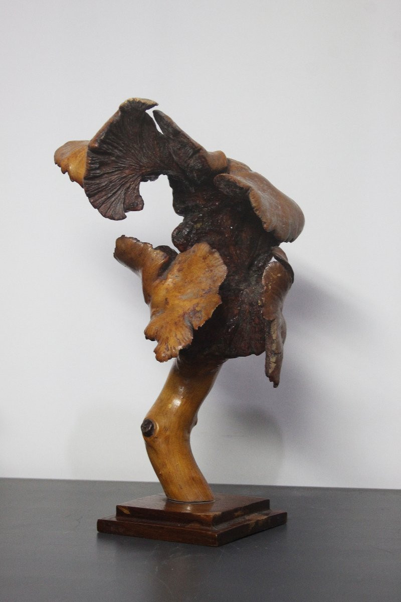 Sculture Naturali, Radica – Formazioni Organiche Spontanee-photo-3