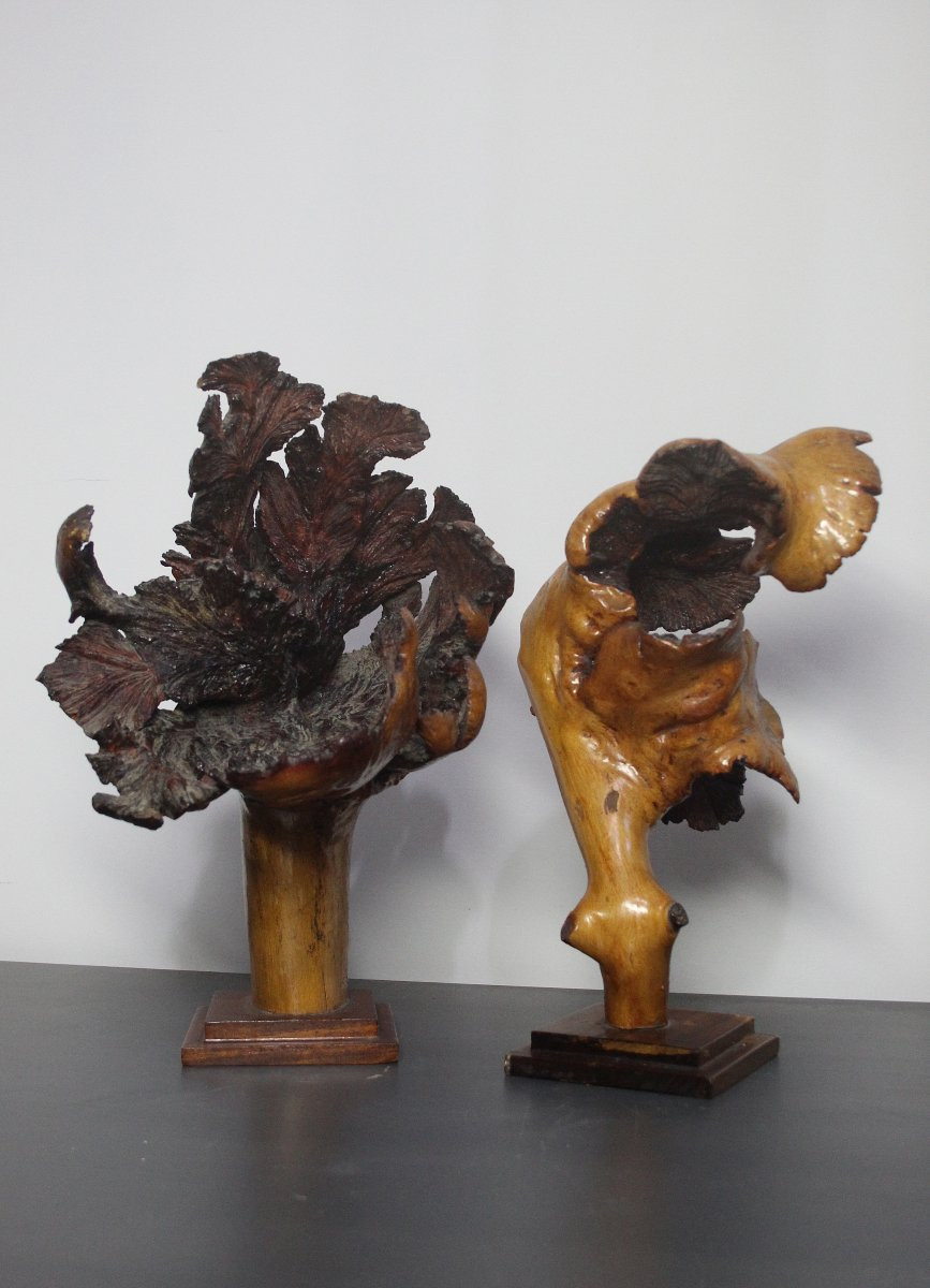 Sculture Naturali, Radica – Formazioni Organiche Spontanee-photo-4