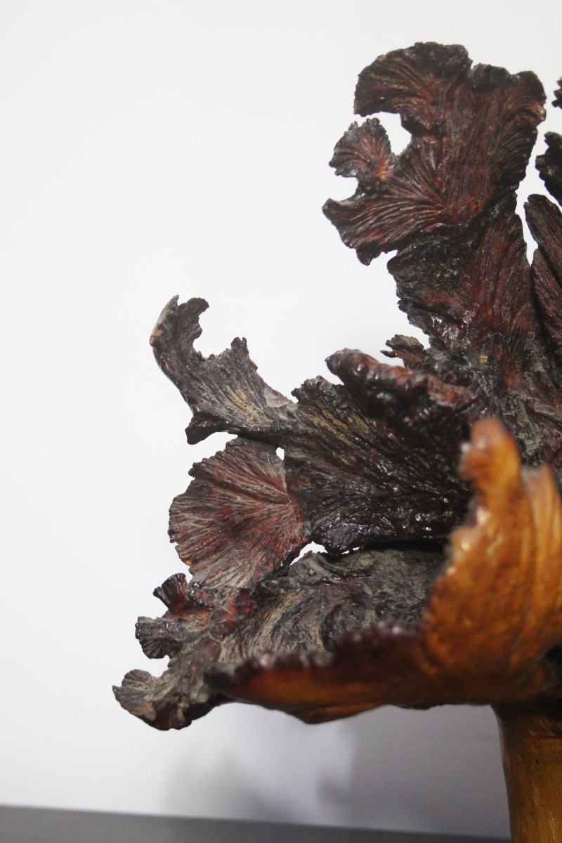 Sculture Naturali, Radica – Formazioni Organiche Spontanee-photo-1