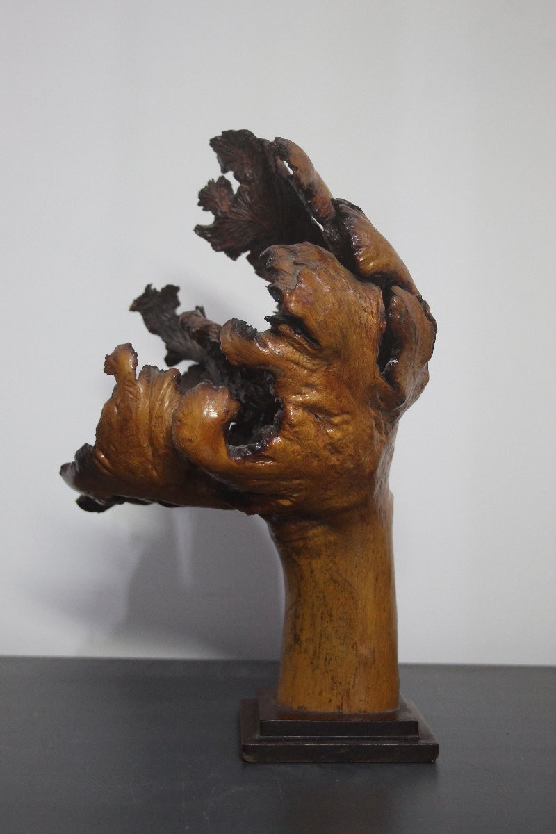 Sculture Naturali, Radica – Formazioni Organiche Spontanee-photo-2