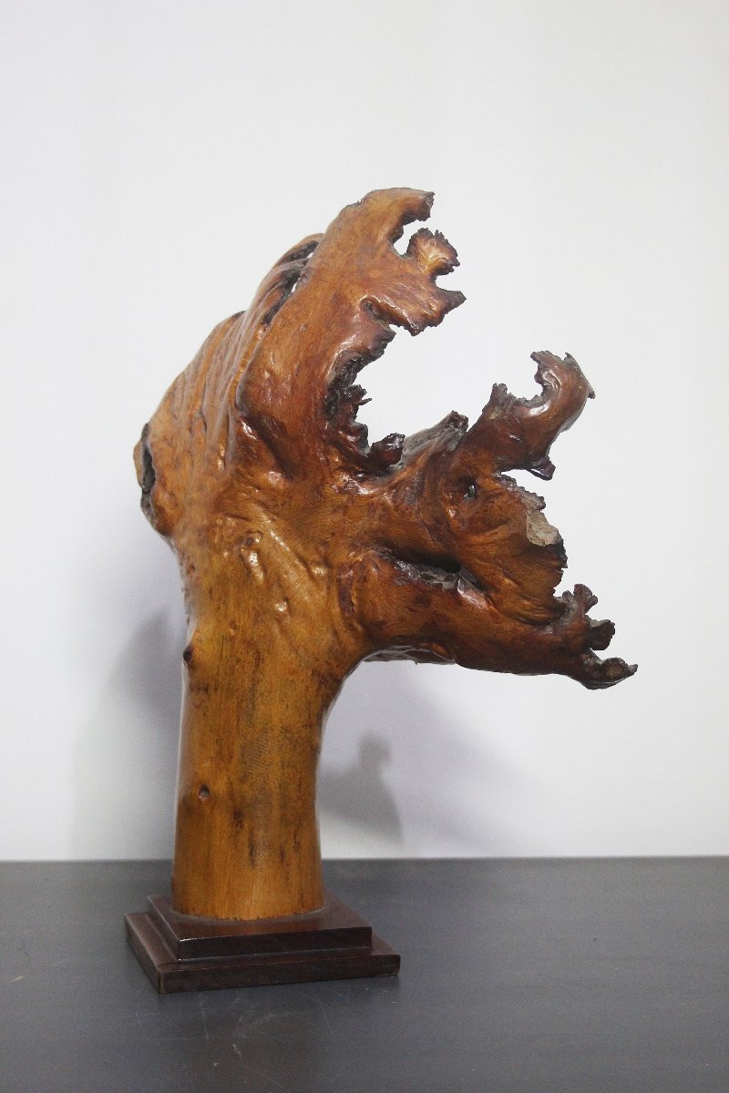 Sculture Naturali, Radica – Formazioni Organiche Spontanee-photo-3