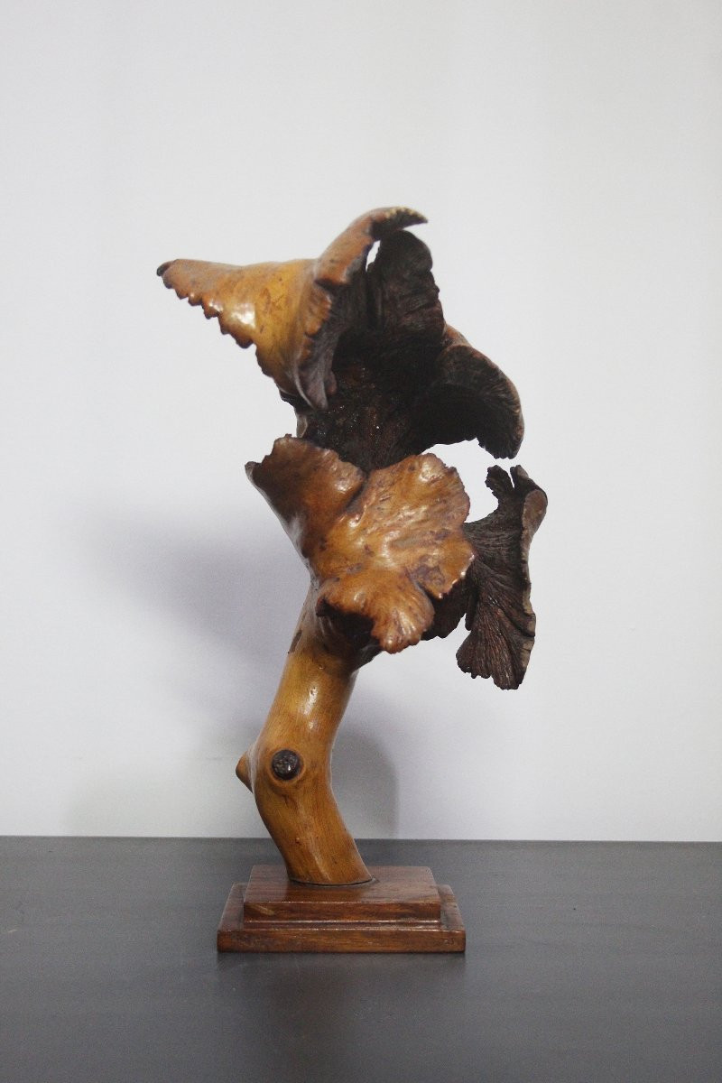 Sculture Naturali, Radica – Formazioni Organiche Spontanee-photo-4