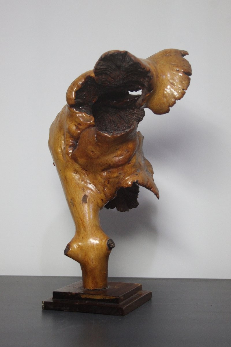 Sculture Naturali, Radica – Formazioni Organiche Spontanee-photo-5