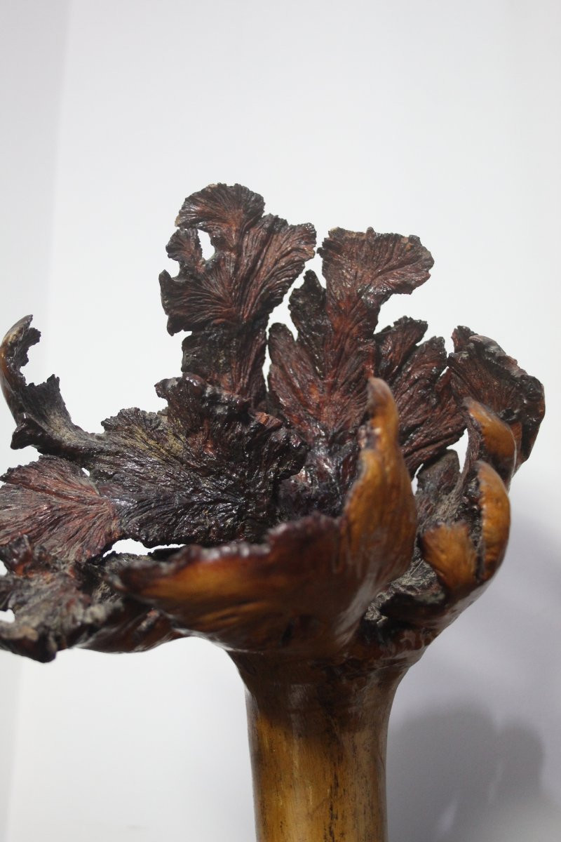 Sculture Naturali, Radica – Formazioni Organiche Spontanee-photo-6