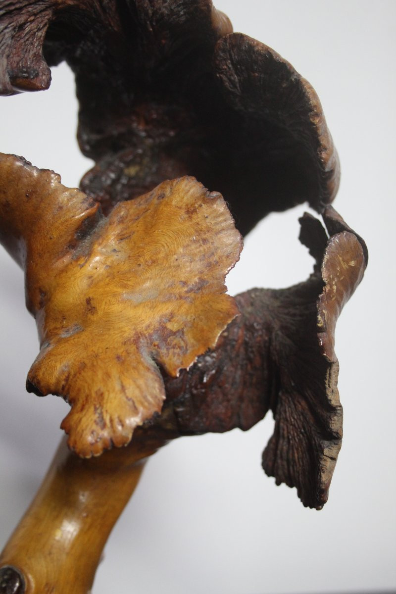 Sculture Naturali, Radica – Formazioni Organiche Spontanee-photo-8