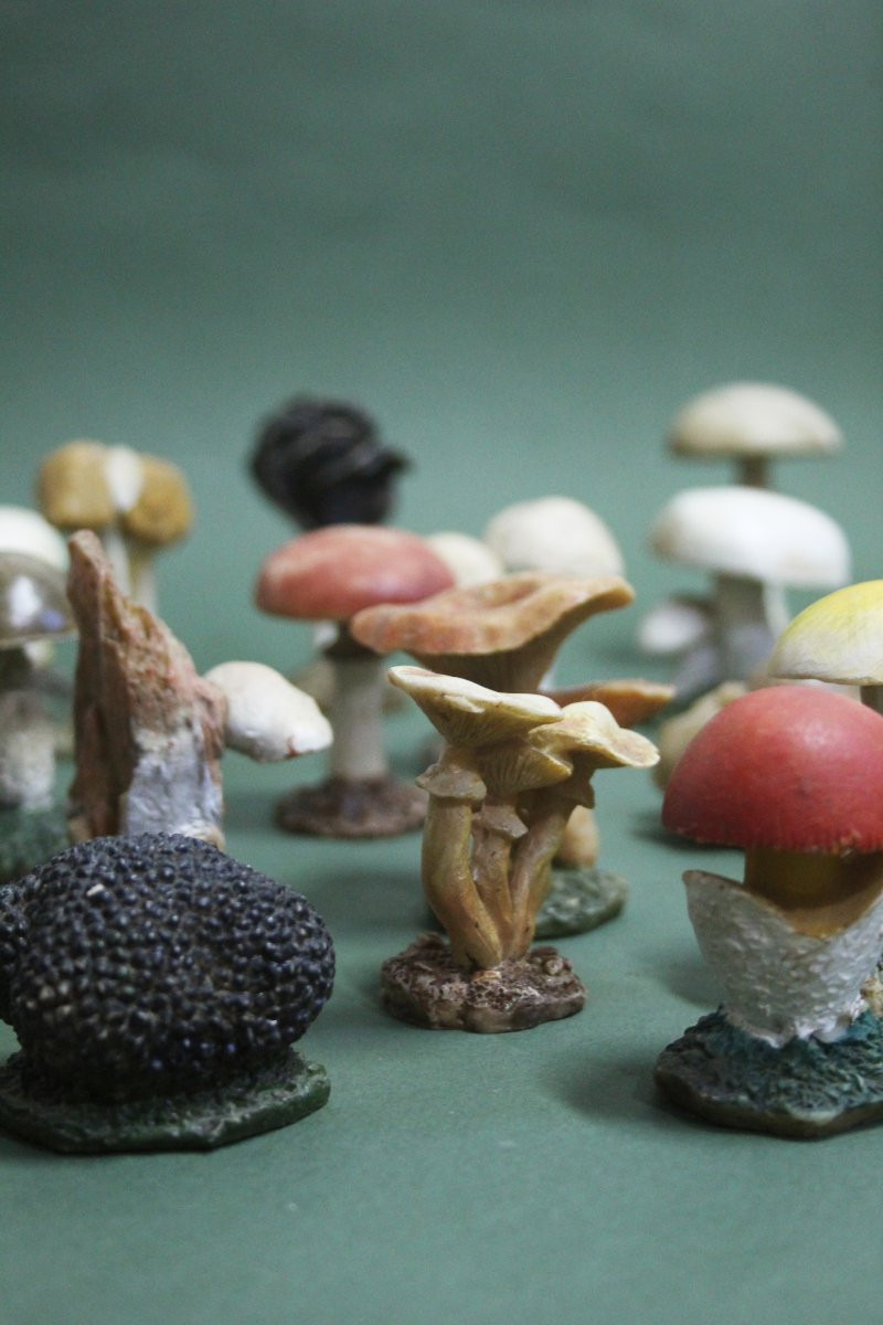 Collezione vintage di 30 Modelli botanici di Funghi-photo-3