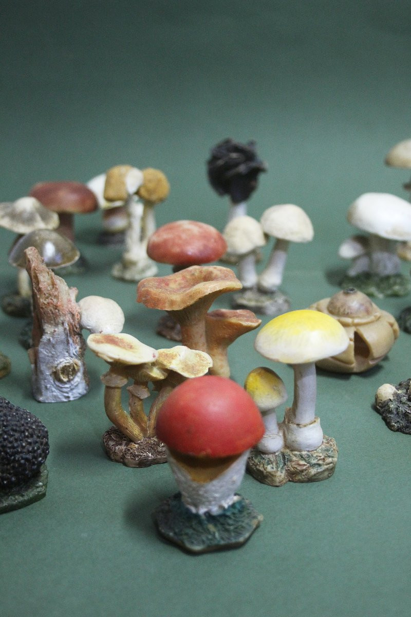Collezione vintage di 30 Modelli botanici di Funghi-photo-4