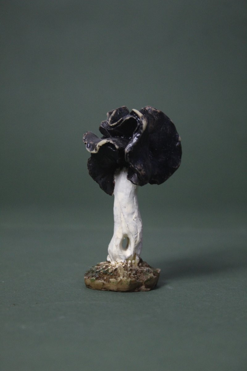 Collezione vintage di 30 Modelli botanici di Funghi-photo-1