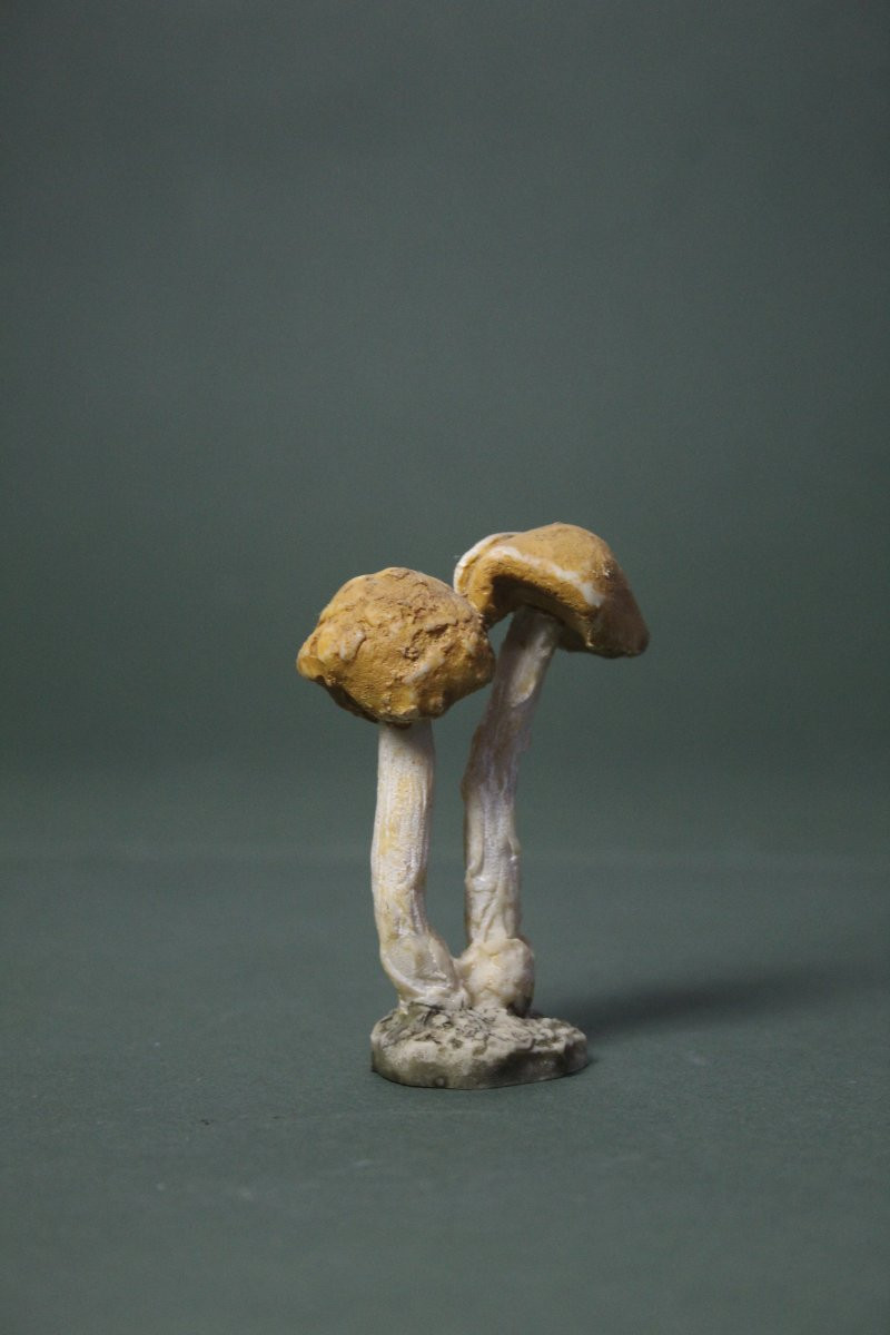 Collezione vintage di 30 Modelli botanici di Funghi-photo-2