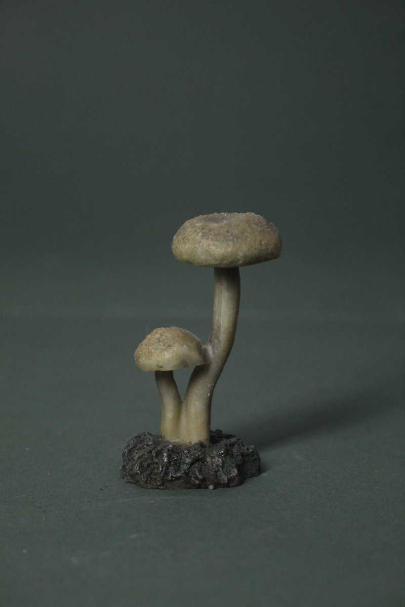 Collezione vintage di 30 Modelli botanici di Funghi-photo-5