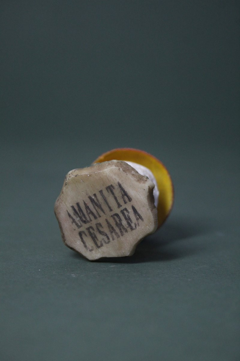 Collezione vintage di 30 Modelli botanici di Funghi-photo-7