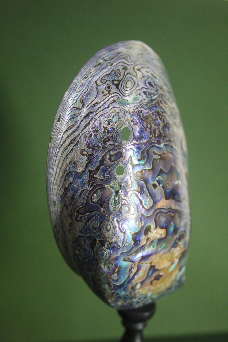 Abalone madreperlaceo, su piedistallo personalizzato-photo-2