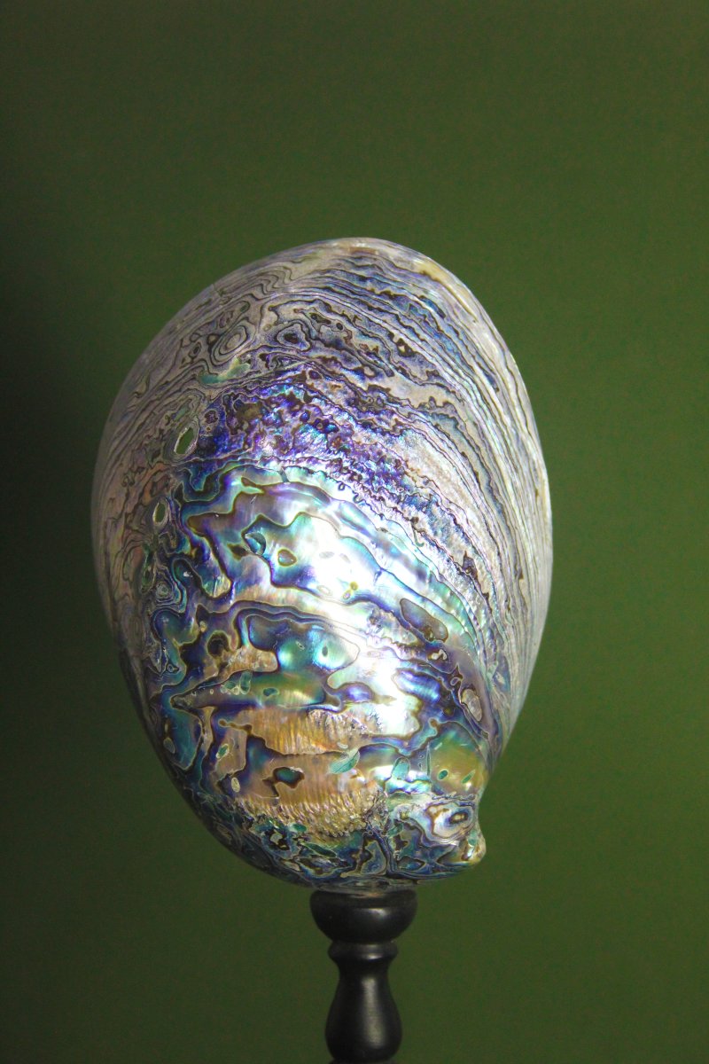 Abalone madreperlaceo, su piedistallo personalizzato-photo-4