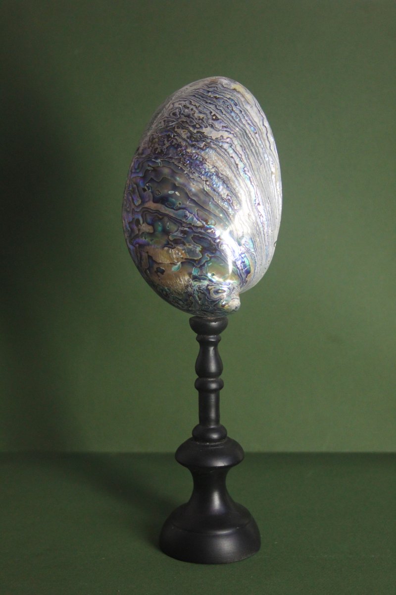 Abalone madreperlaceo, su piedistallo personalizzato-photo-1