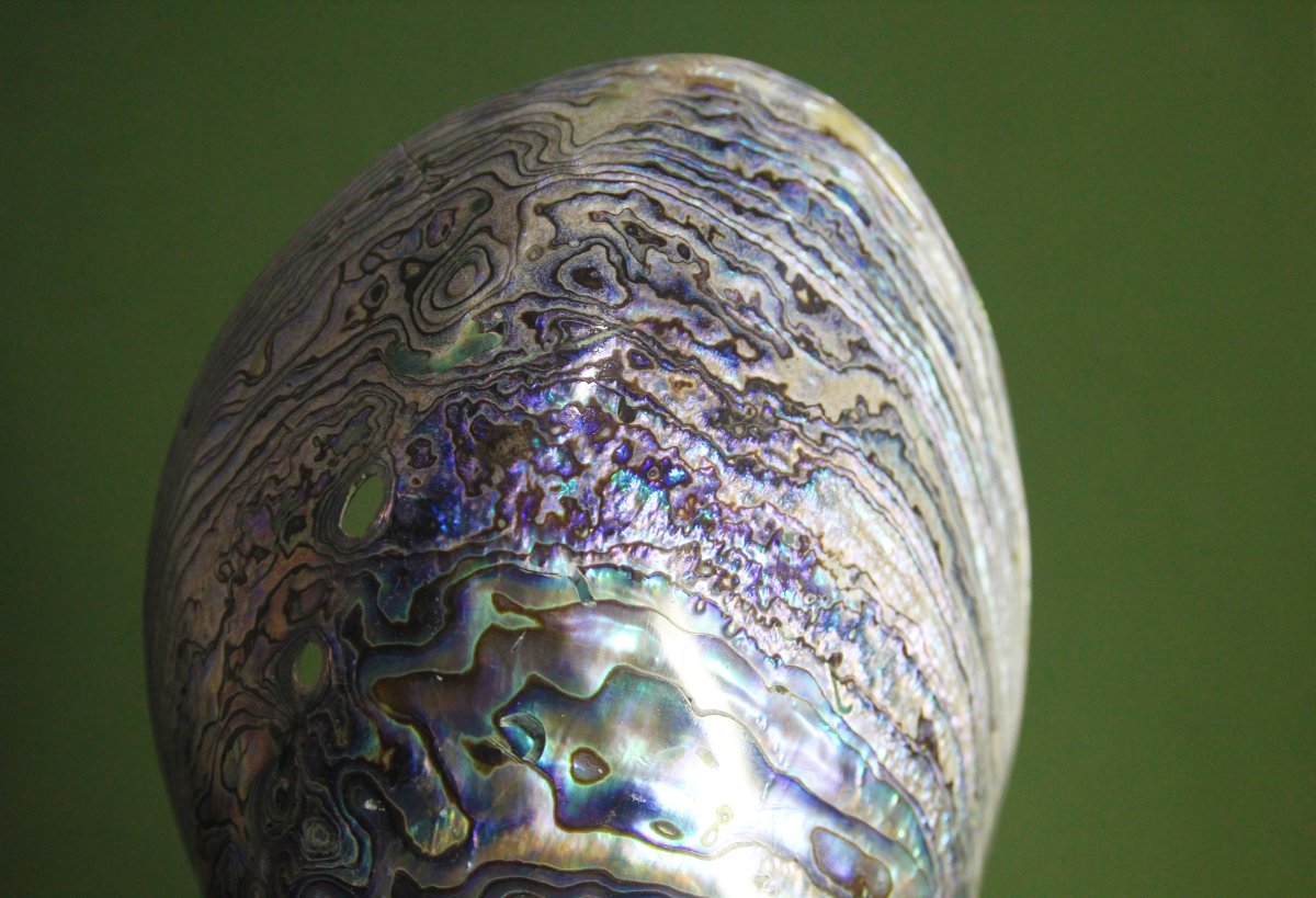 Abalone madreperlaceo, su piedistallo personalizzato-photo-2