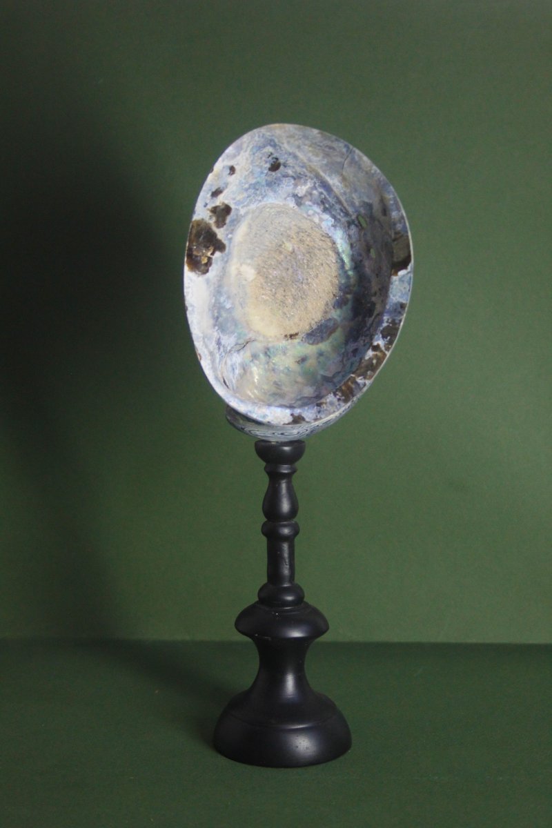 Abalone madreperlaceo, su piedistallo personalizzato-photo-4
