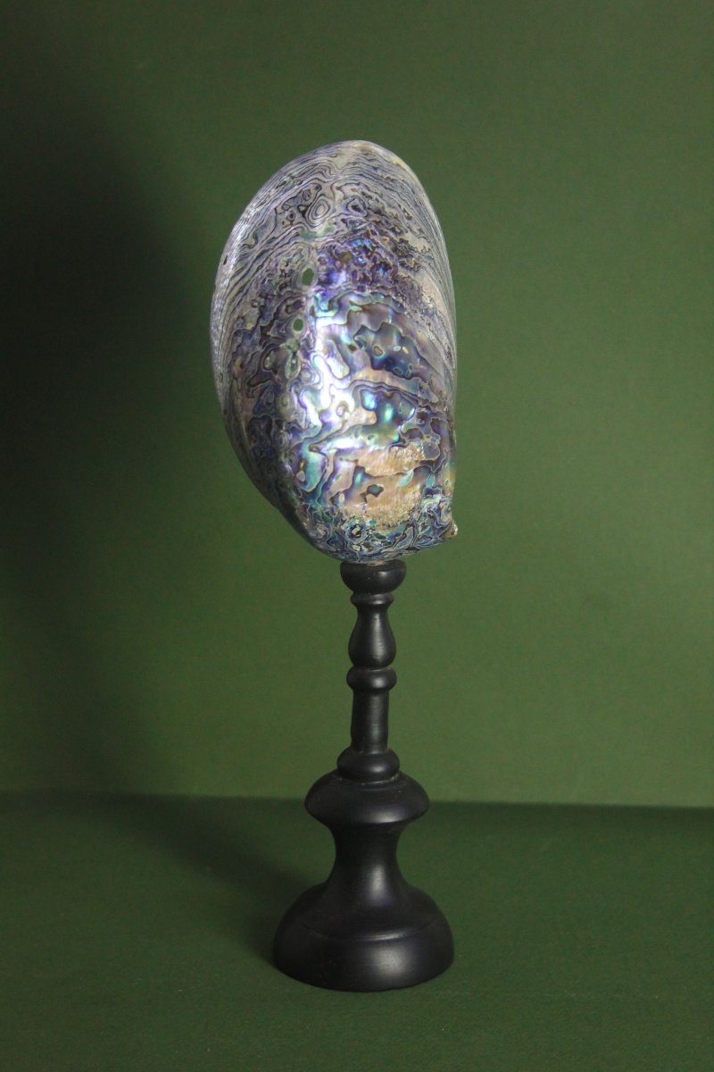 Abalone madreperlaceo, su piedistallo personalizzato