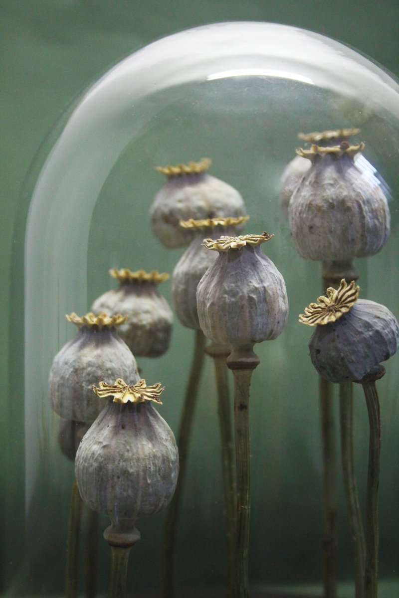 Papavero da oppio, capsule in campana di vetro-photo-1
