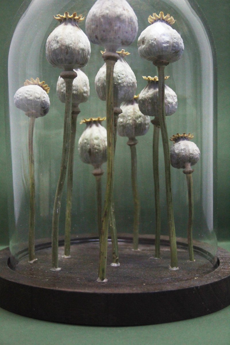 Papavero da oppio, capsule in campana di vetro-photo-2