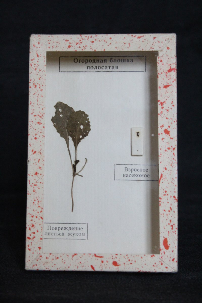 Collezione entomologica sovietica-photo-3