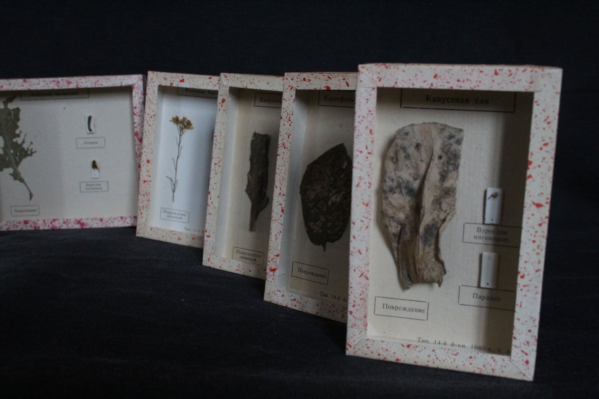 Collezione entomologica sovietica-photo-4
